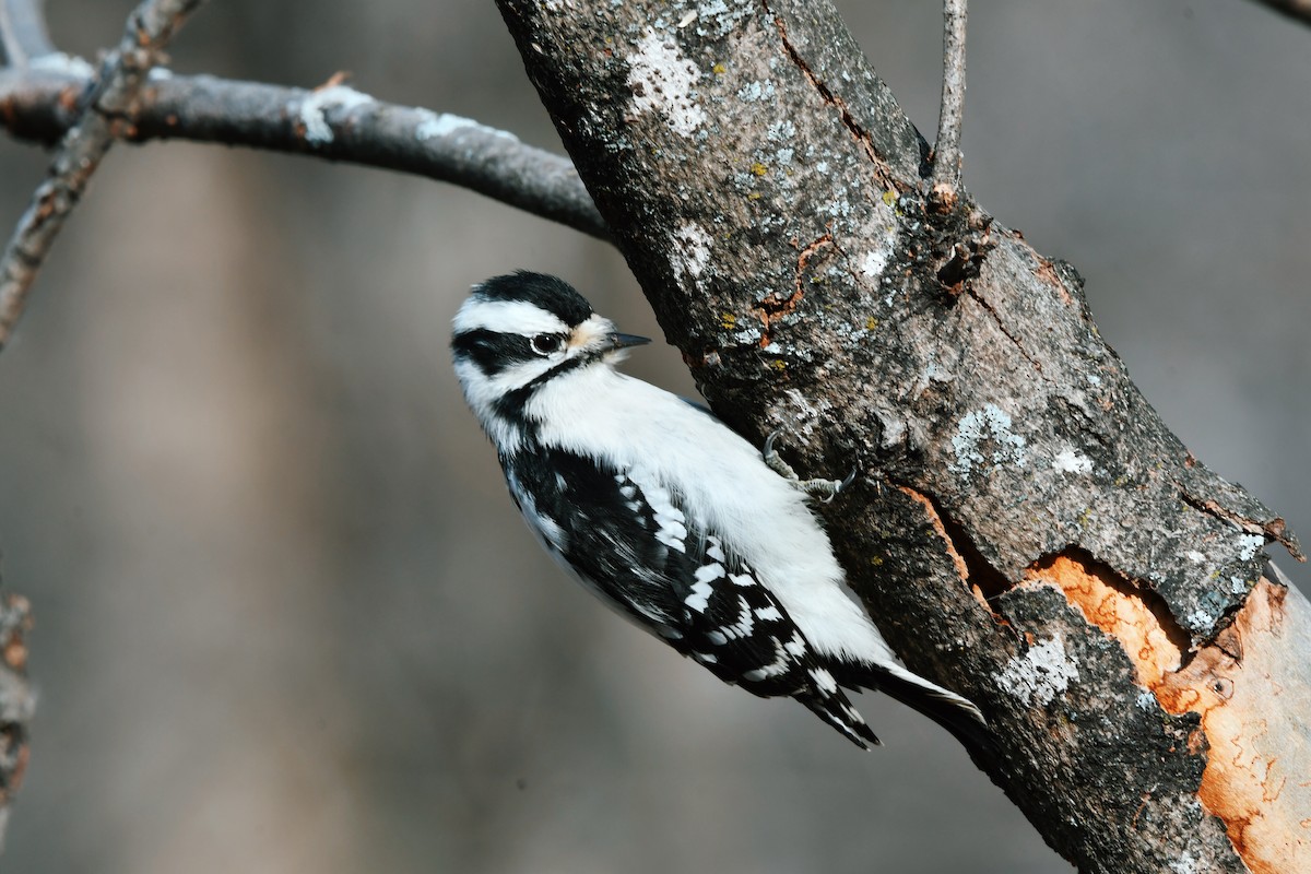 Downy Woodpecker - Francois St-Cyr