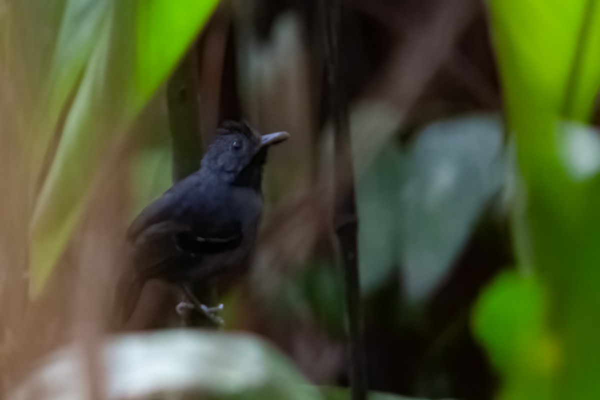 Black-headed Antbird (Amazonas) - ML394150751