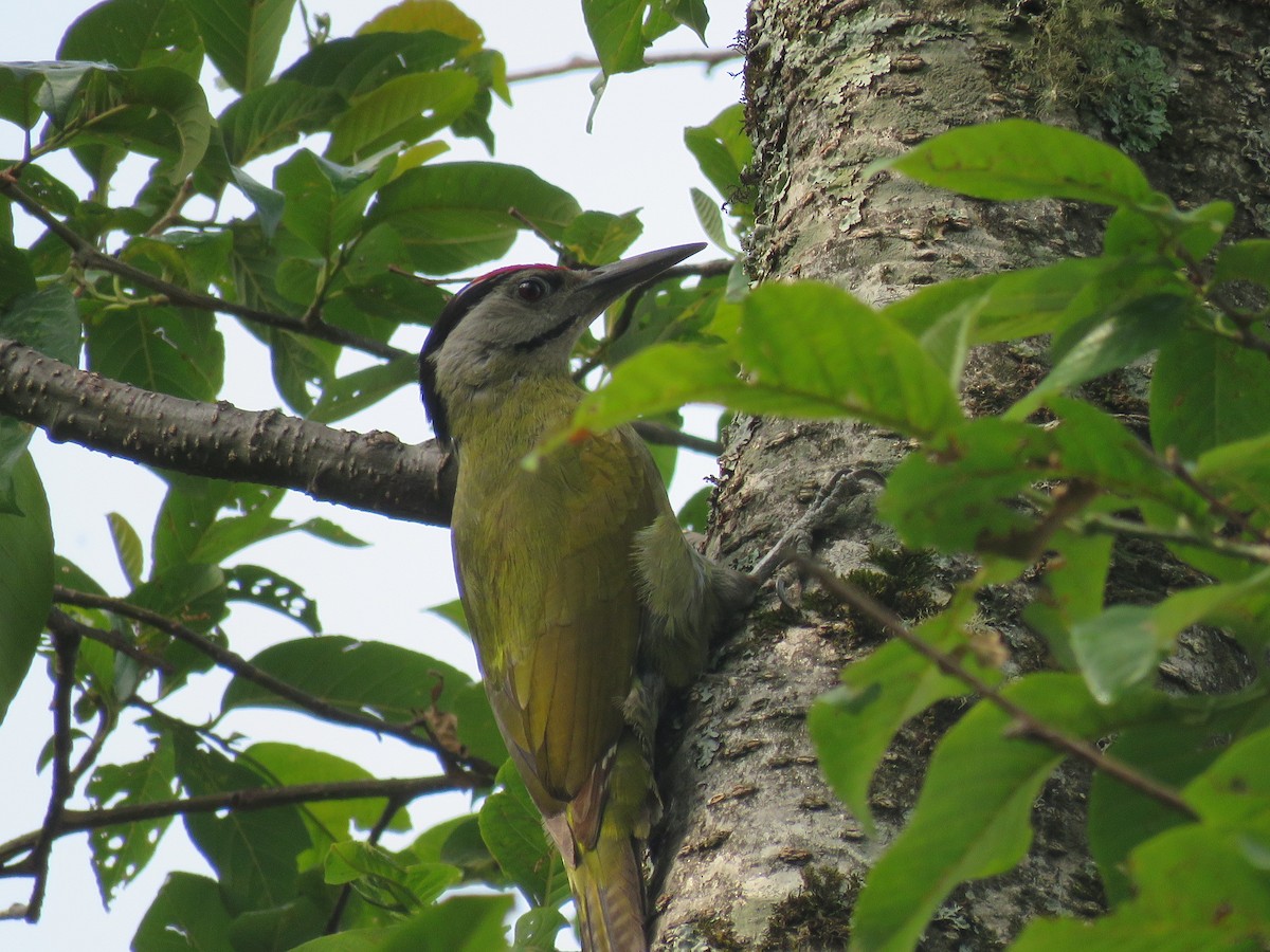 Gray-headed Woodpecker - ML39415751
