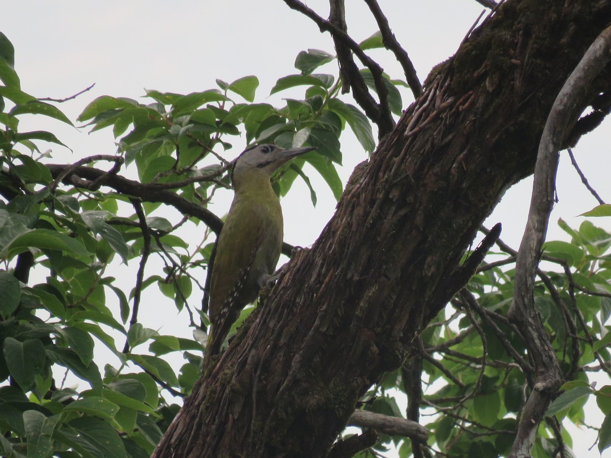 Gray-headed Woodpecker - ML39415771