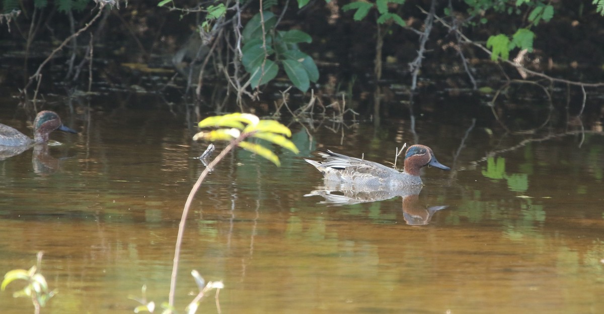 Green-winged Teal - ML394159951