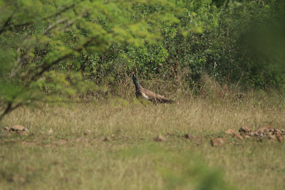 Indian Peafowl - Sushant Jadhav
