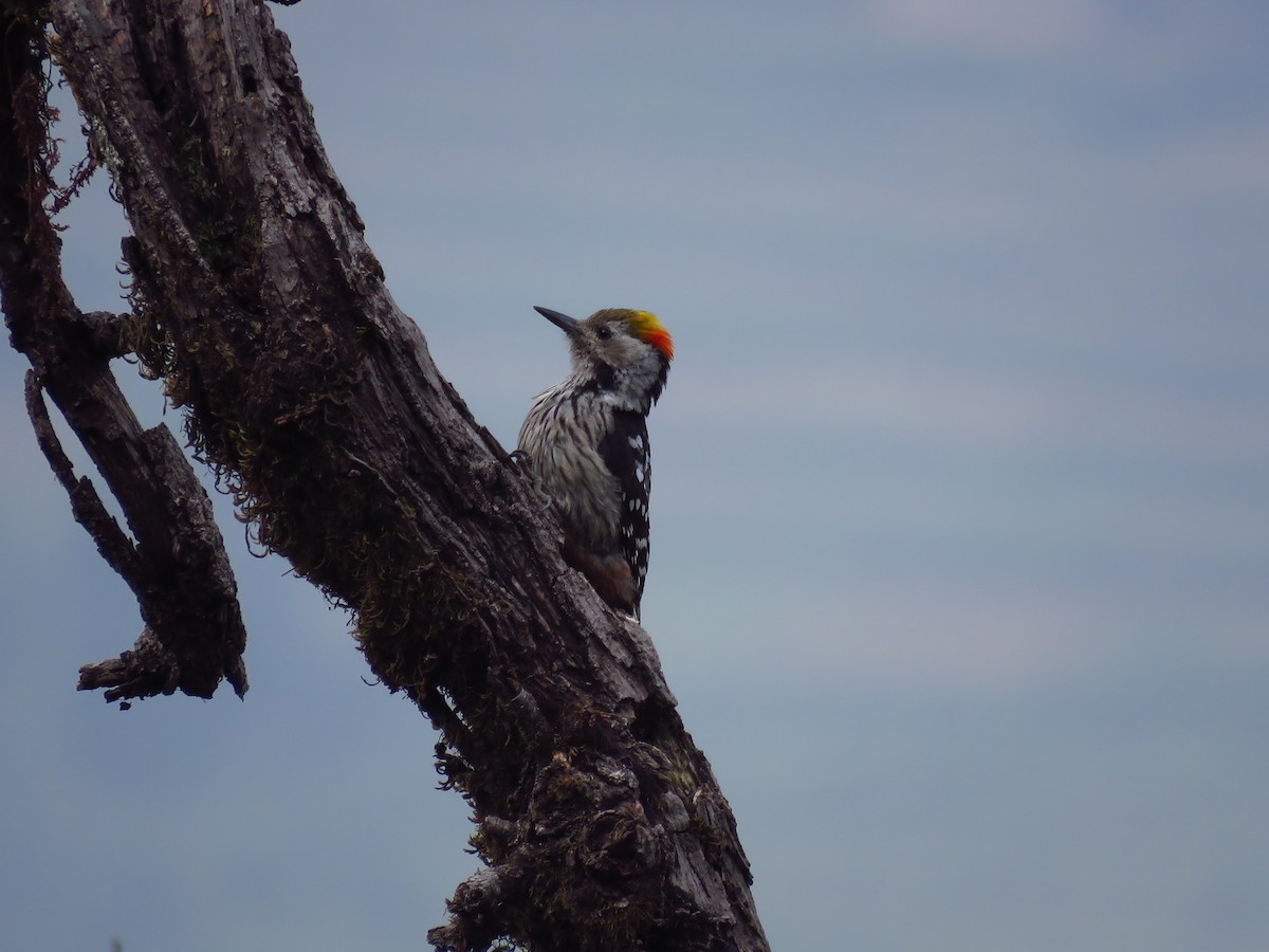 Brown-fronted Woodpecker - ML39416191