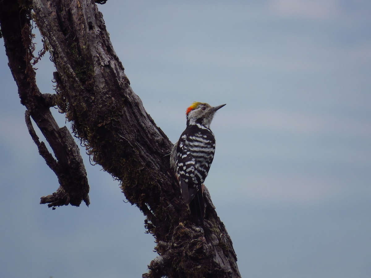 Brown-fronted Woodpecker - ML39416201