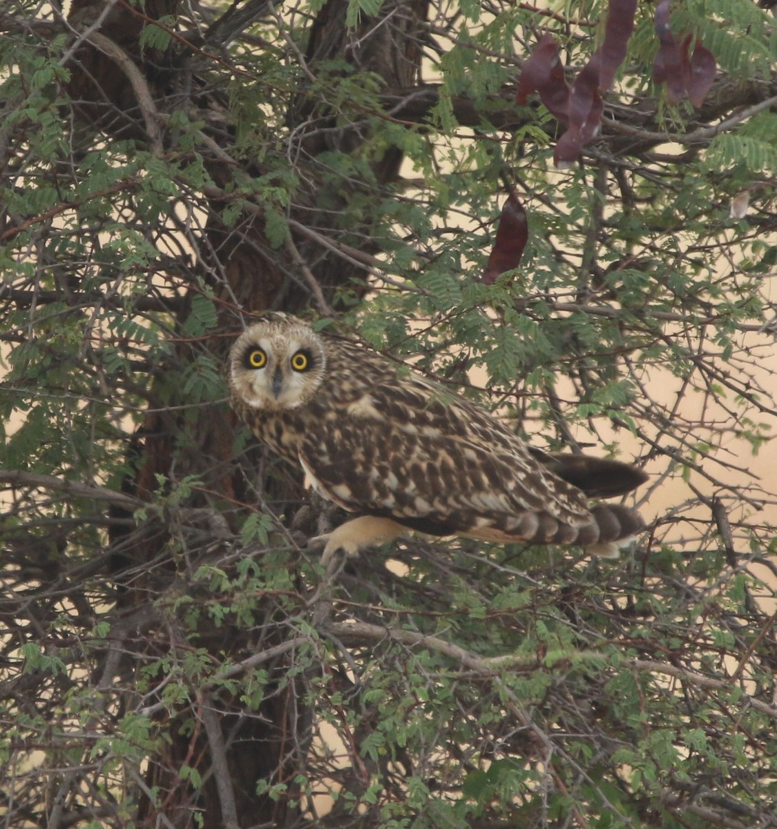 Short-eared Owl - Sushant Jadhav