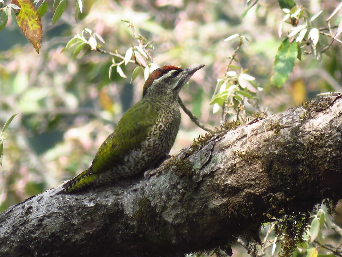 Scaly-bellied Woodpecker - ML39416301