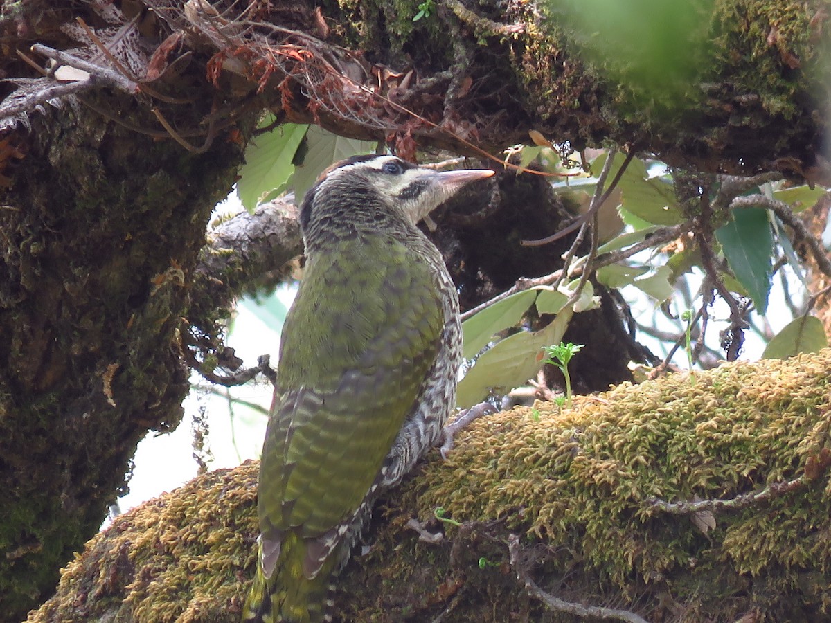 Scaly-bellied Woodpecker - ML39416331