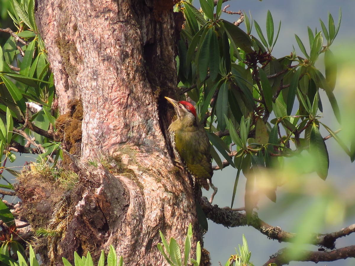 Scaly-bellied Woodpecker - Ritvik Singh
