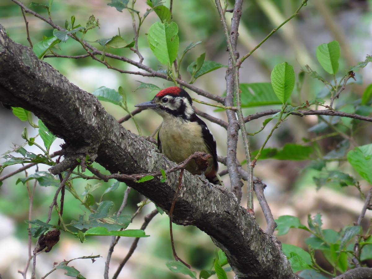 Himalayan Woodpecker - ML39416391