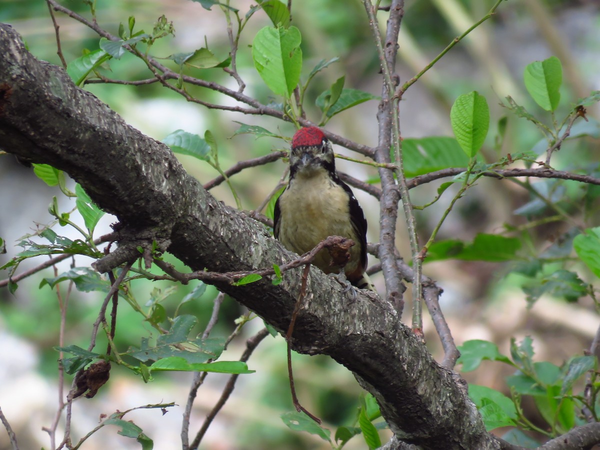 Himalayan Woodpecker - ML39416401