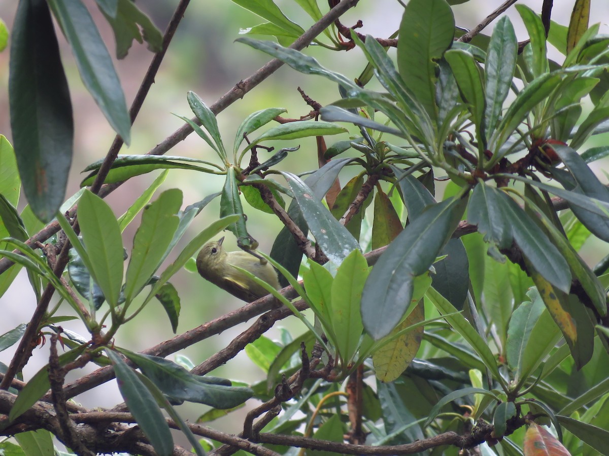 Yellow-browed Tit - ML39416451