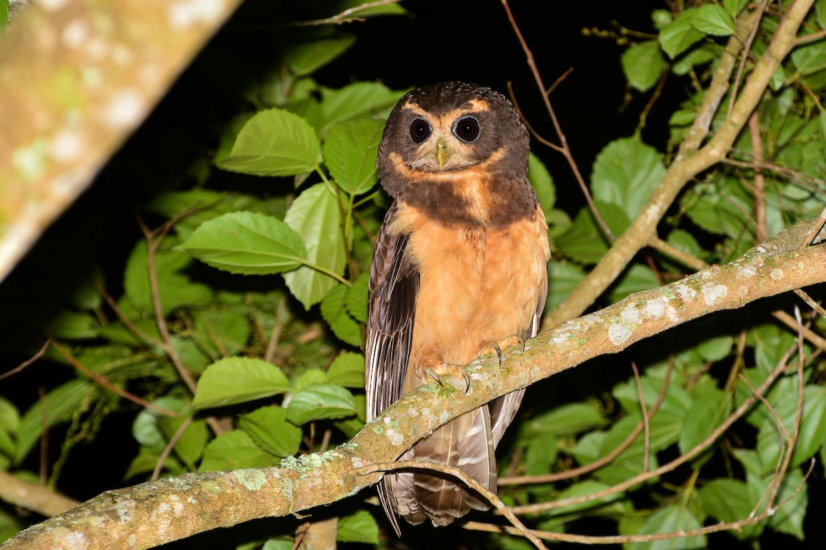 Tawny-browed Owl - ML394165301