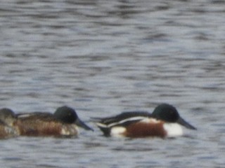 Northern Shoveler, ML394165441