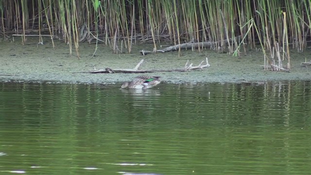 Green-winged Teal - ML394167971