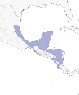 Distribution of the Yellow-throated Euphonia - Range Map