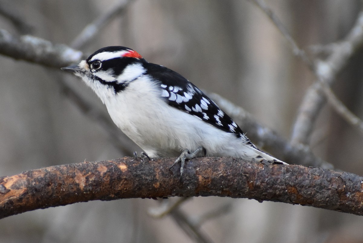 Downy Woodpecker - Ethan Ring