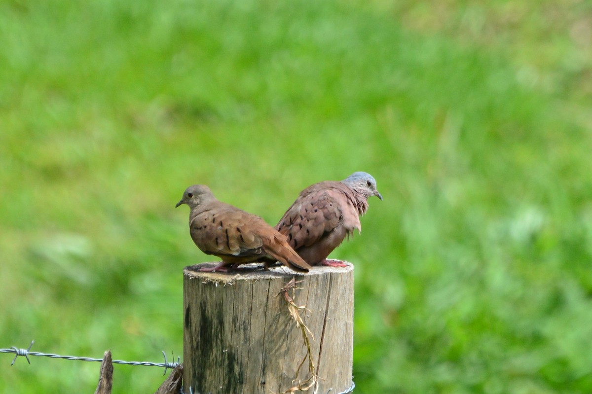 Ruddy Ground Dove - Marcos Eugênio Birding Guide
