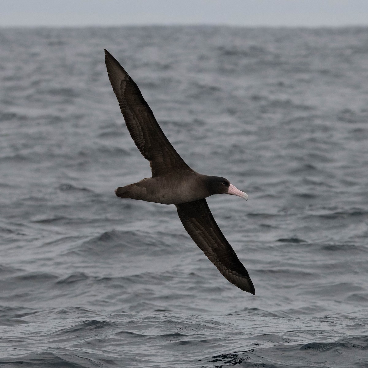 albatros bělohřbetý - ML394172961