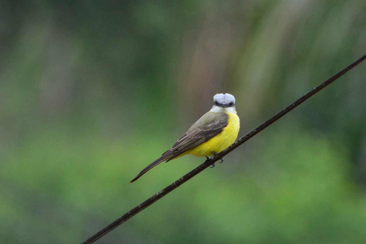 White-throated Kingbird - Marcos Eugênio Birding Guide