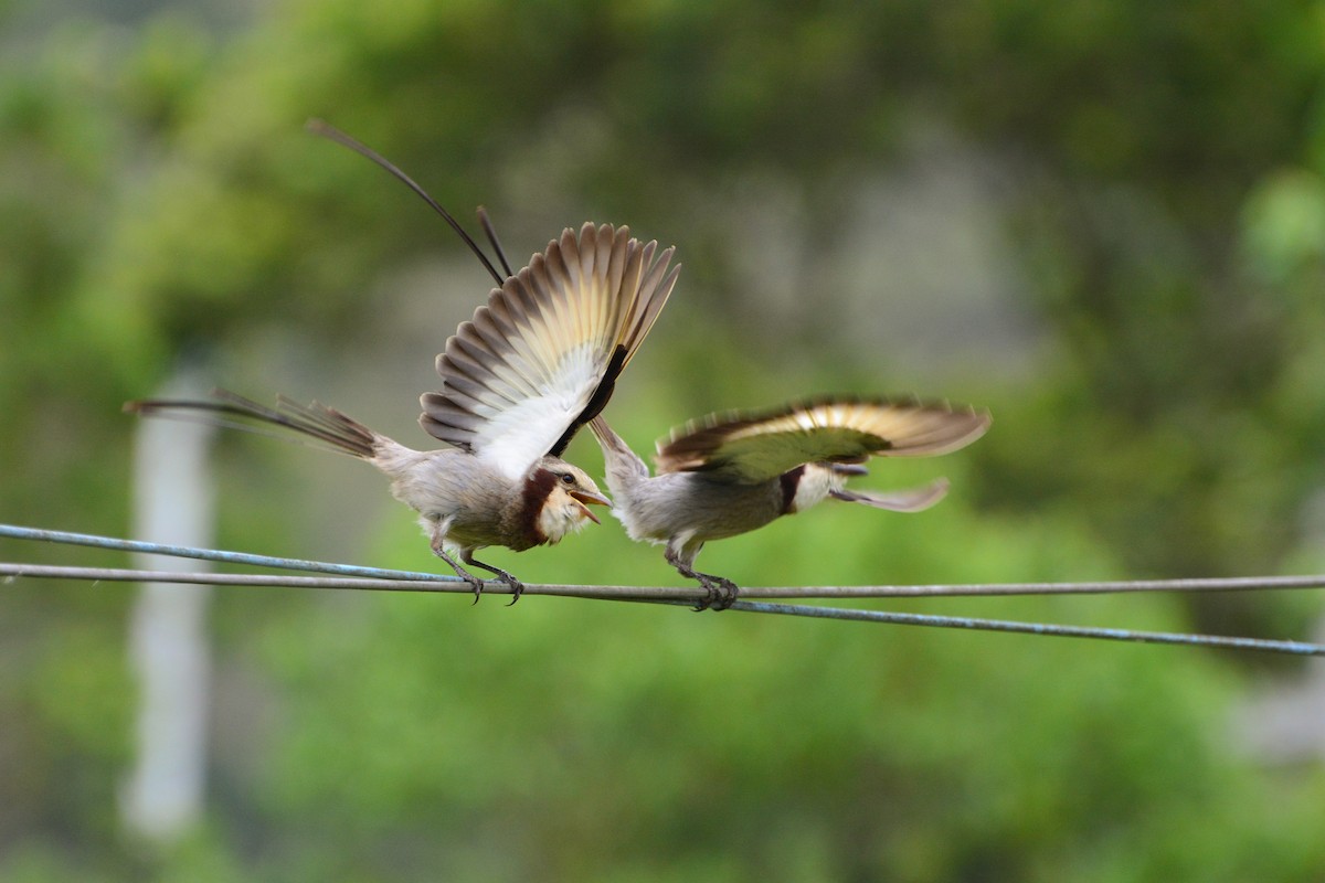 Streamer-tailed Tyrant - Marcos Eugênio Birding Guide