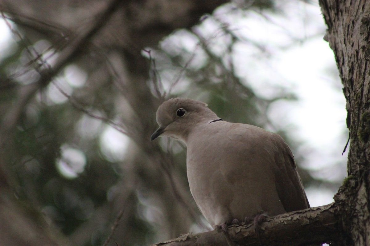 Eurasian Collared-Dove - Eli Pettis