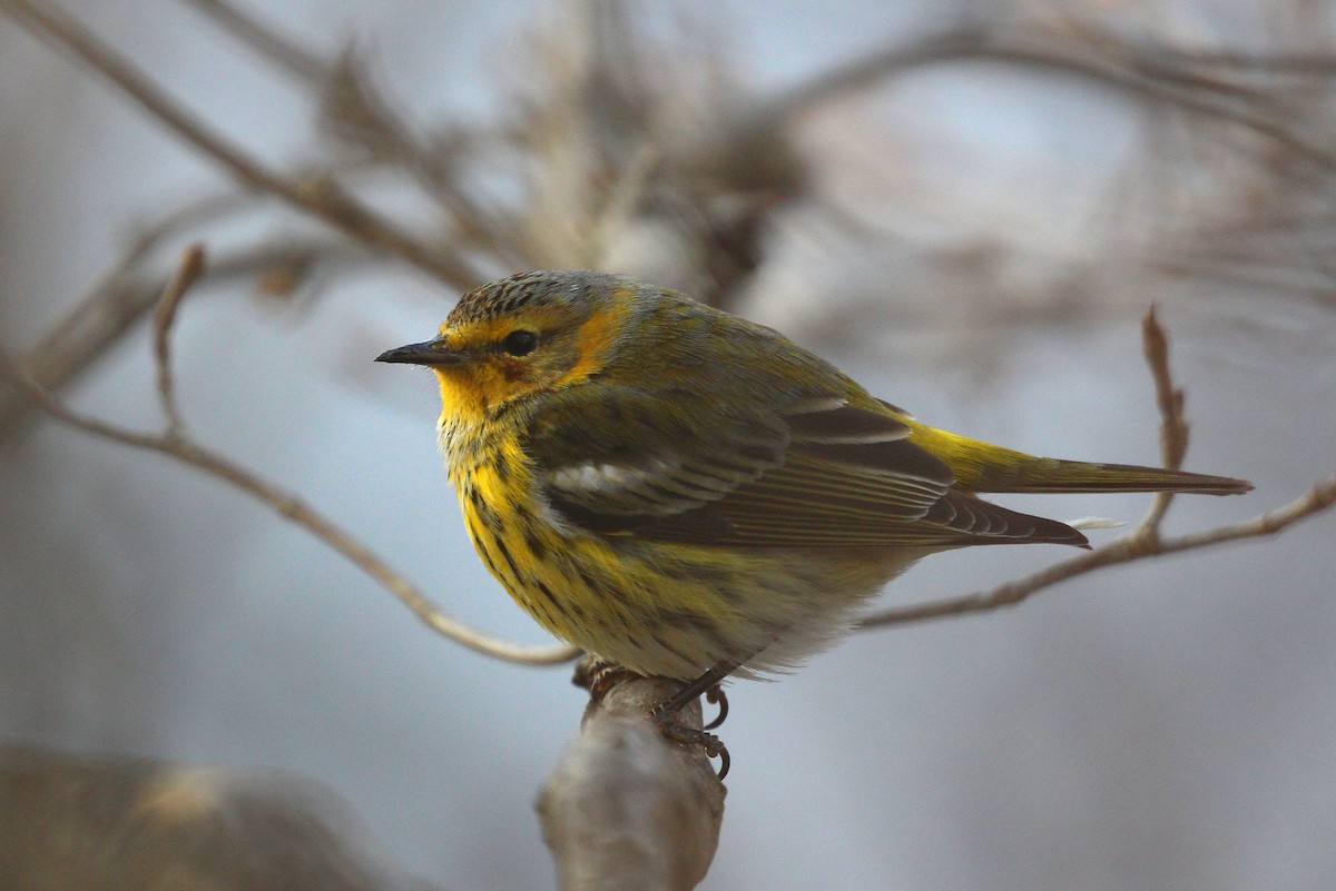 Cape May Warbler - ML394174621