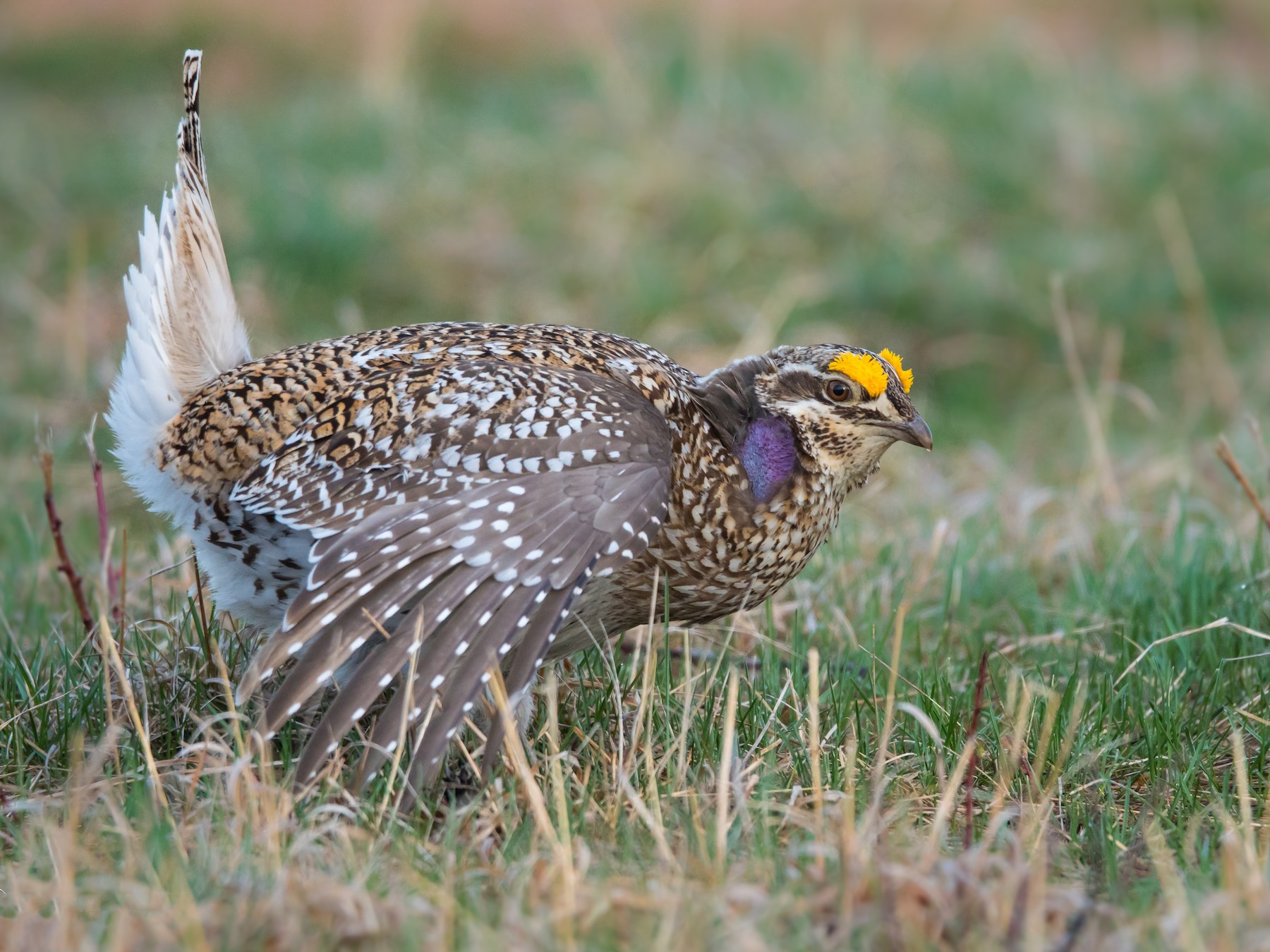 Sharptailed Grouse eBird