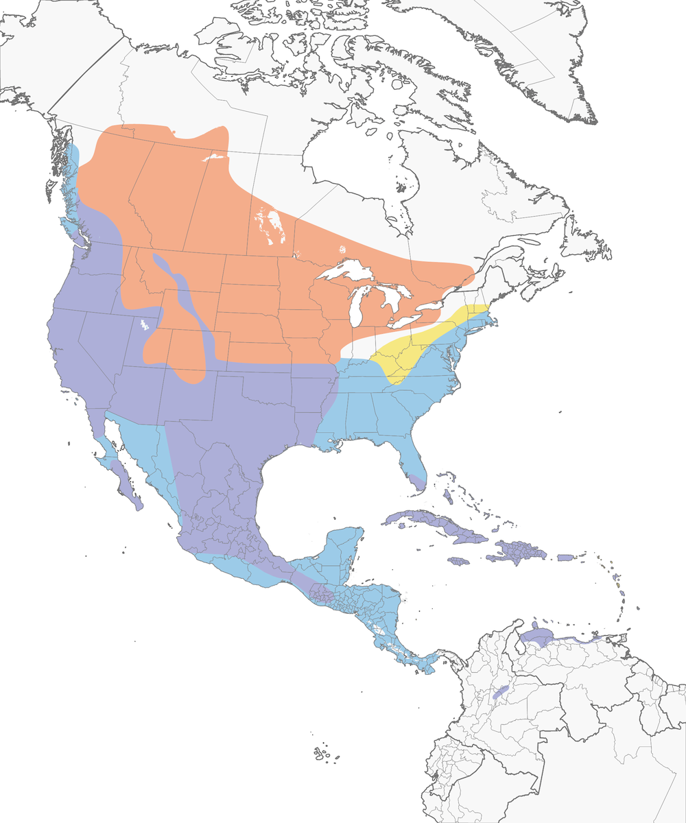 American Coot Range