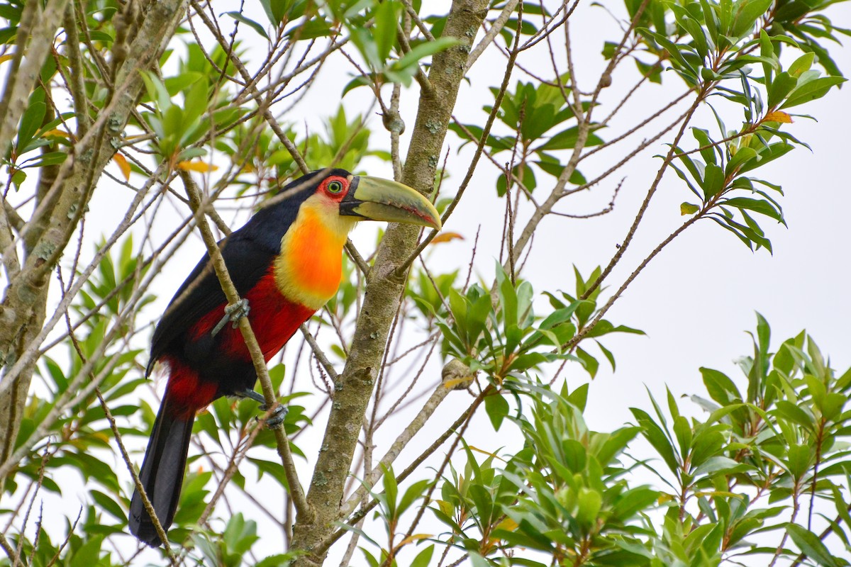 Red-breasted Toucan - ML394180001