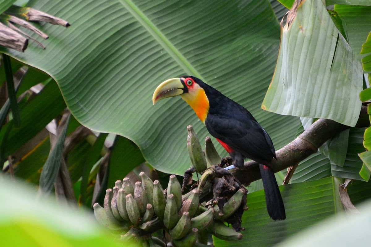 Red-breasted Toucan - ML394181531