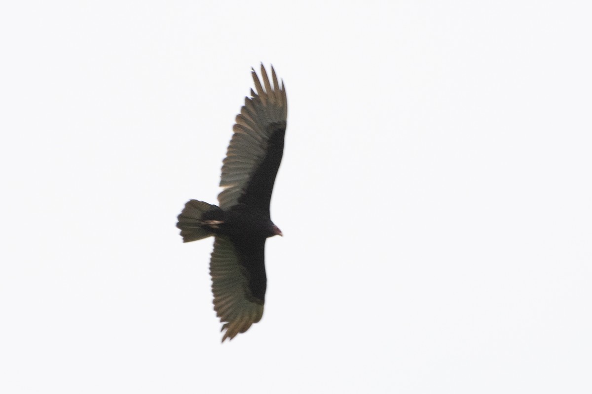 Turkey Vulture - ML394183321
