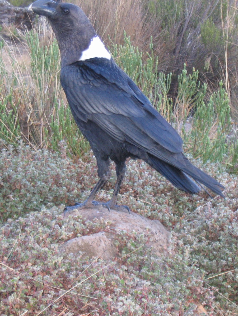 White-necked Raven - Richard Maarschall
