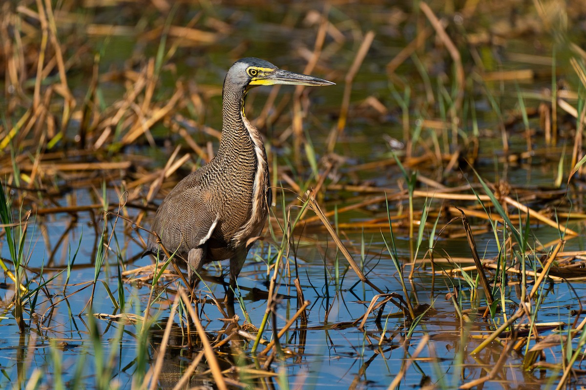 Bare-throated Tiger-Heron - Anonymous