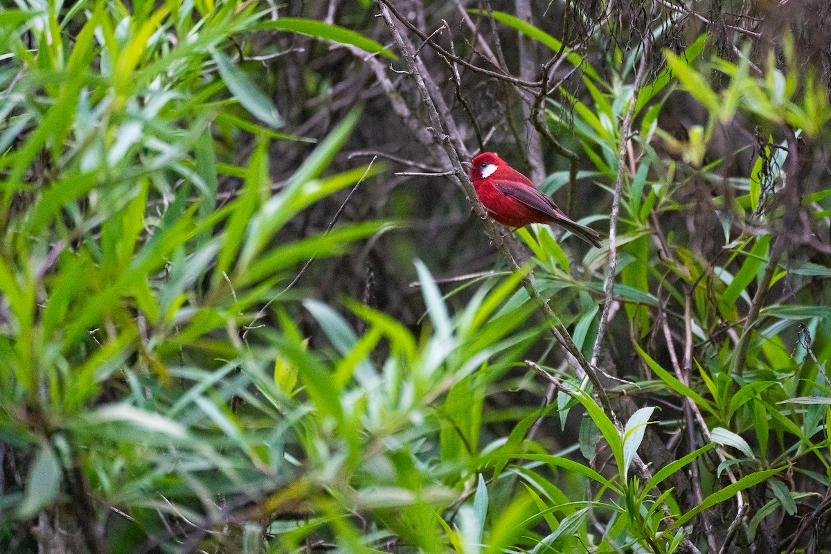 Red Warbler - Anonymous