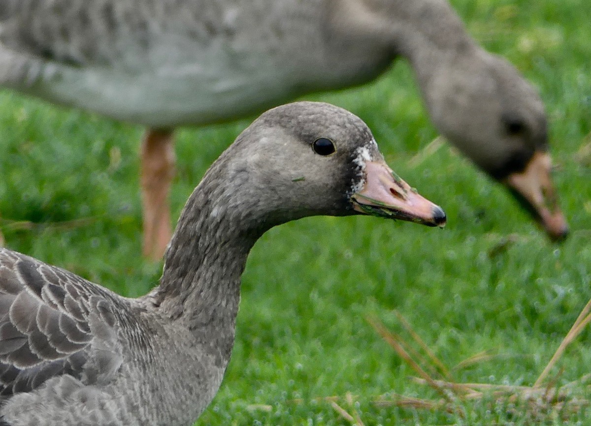 Greater White-fronted Goose - ML394188241