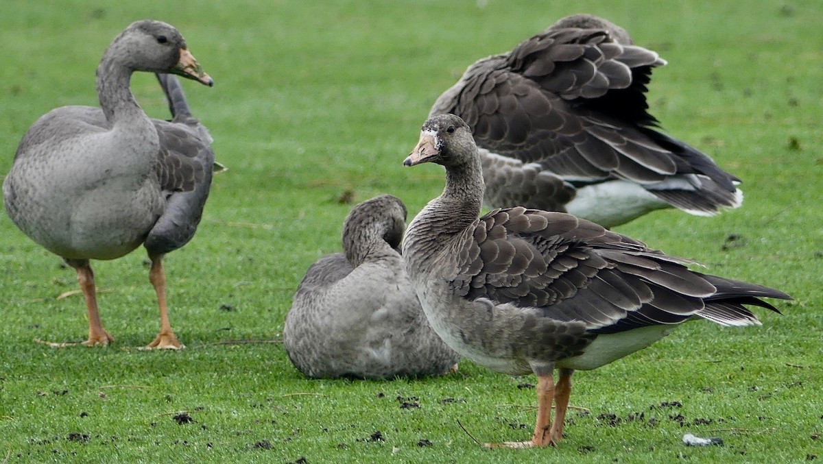 Greater White-fronted Goose - ML394188461