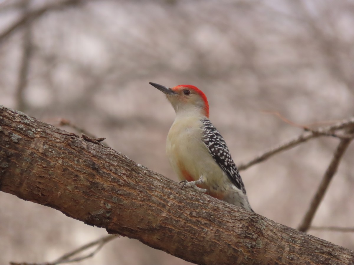 Red-bellied Woodpecker - Trevor Leitz