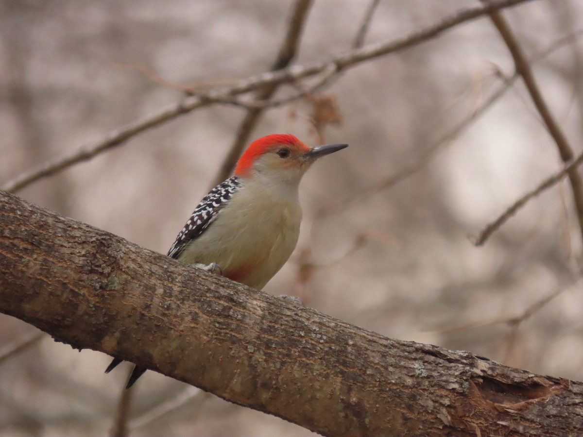 Red-bellied Woodpecker - Trevor Leitz