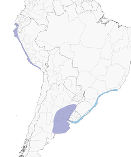 Distribution of the Gray-hooded Gull - Range Map