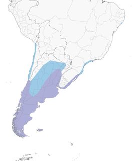 Distribution of the Brown-hooded Gull - Range Map
