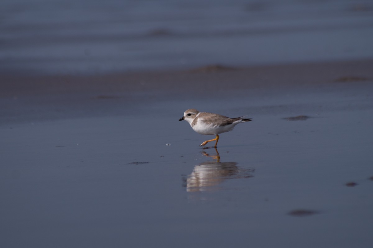 Piping Plover - ML394214441