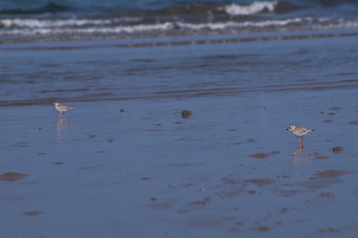 Piping Plover - ML394214461
