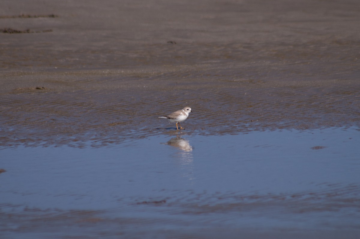 Piping Plover - ML394214471