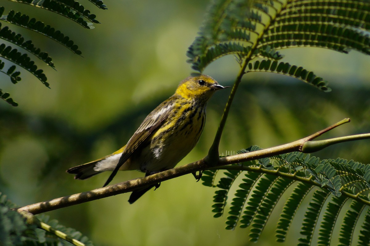 Cape May Warbler - ML394224801