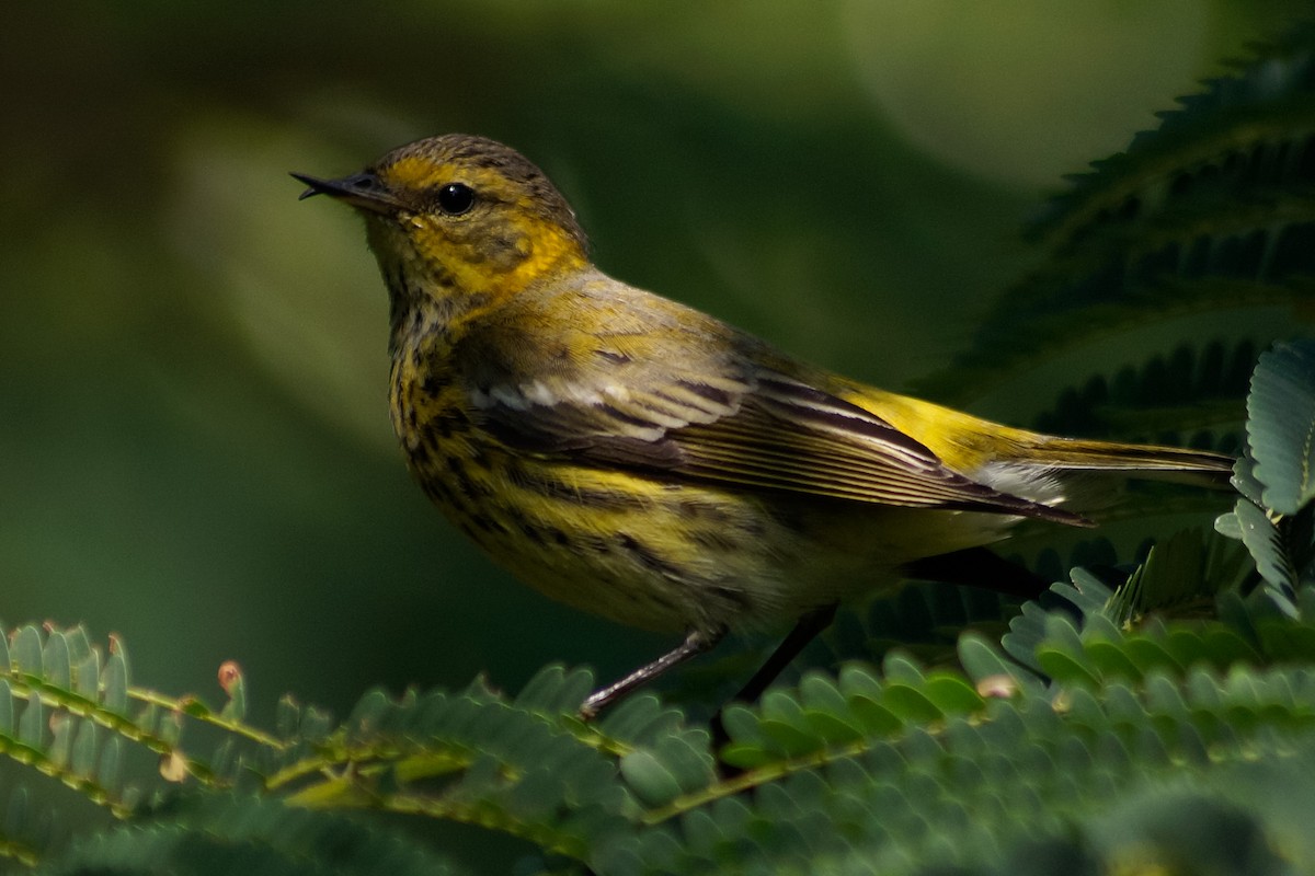 Cape May Warbler - ML394224811