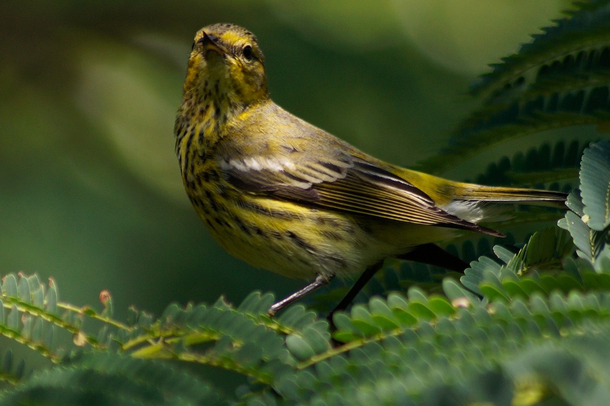 Cape May Warbler - ML394224821