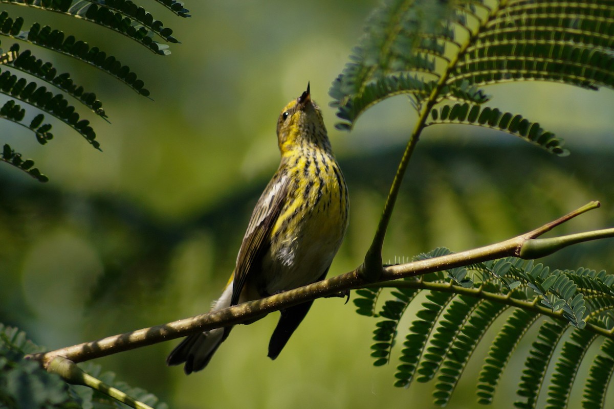 Cape May Warbler - ML394224831