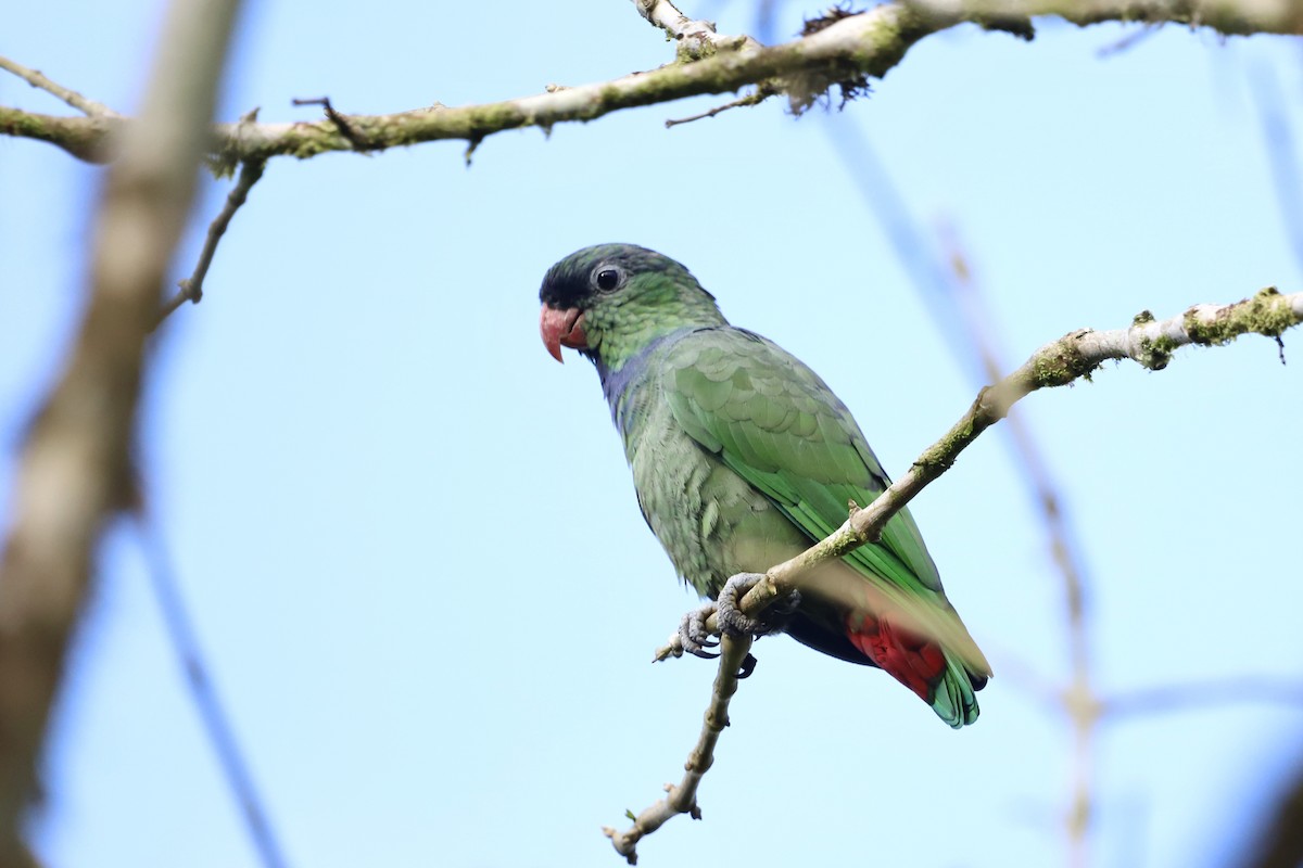 Red-billed Parrot - Michael McCloy