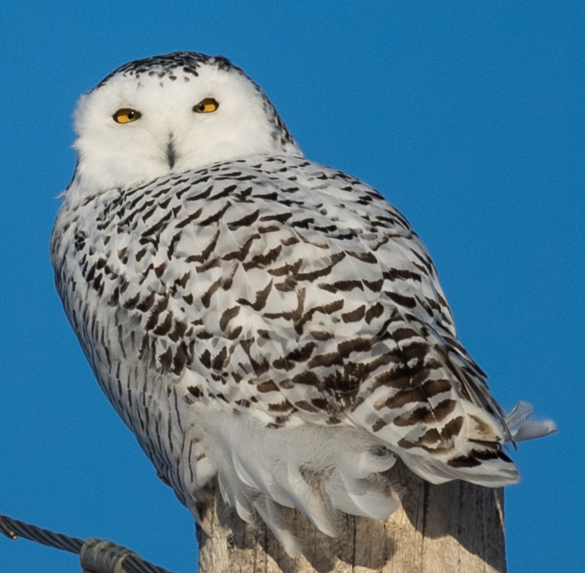 Snowy Owl - ML394227041