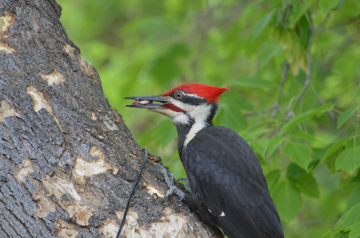 Pileated Woodpecker - Sheila Hale